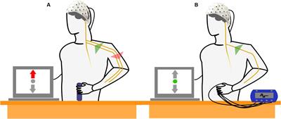 Sensory Feedback Interferes with Mu Rhythm Based Detection of Motor Commands from Electroencephalographic Signals